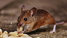 24 Hour & Emergency Exterminators in Greenwood, IN
